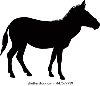 Vector zebra