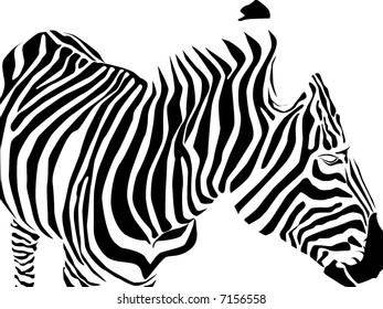 vector zebra