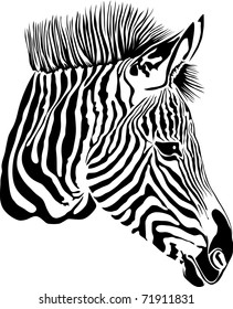 Vector Illustration Abstract Zebra On White Stock Vector (Royalty Free ...