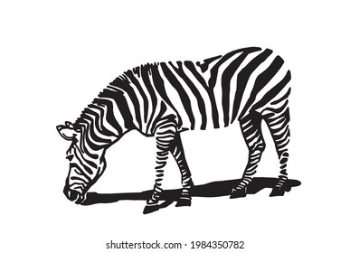 Vector zebra animal on white background, striped horse