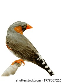 Vector Zebra Finch Gouldian, Male Bird Style Face orange chest browe body black and white. bird on a branch in white background