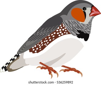 vector Zebra Finch (Taeniopygia guttata) 