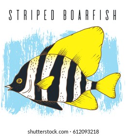 Vector zebra fish, coral fish hand drawn colorful illustration. Sketch with striped boarfish, marine animal on watercolor painted background