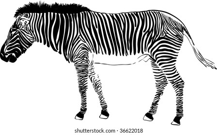 vector - zebra isolated on background