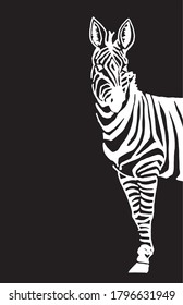vector zebra on black background, fashion cover for design and printing