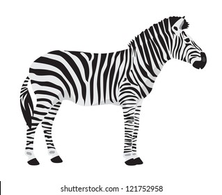 Vector zebra on white background