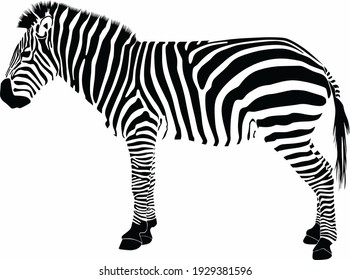 Vector zebra on white background