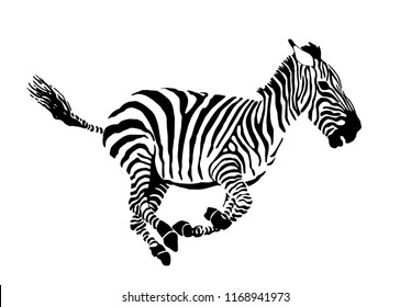 Vector  zebra running isolated on white background,graphical sketch