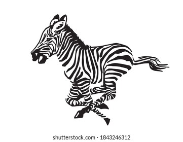 Vector Zebra Running Isolated On White Stock Vector (Royalty Free ...