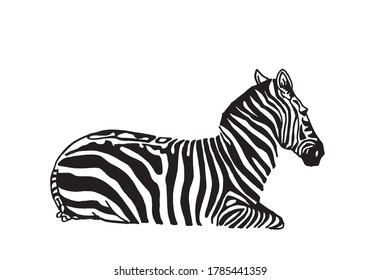 Vector  zebra sitting, graphical illustration