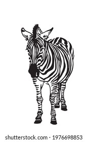 Vector zebra standing ,illustration in graphical style,savanna animal