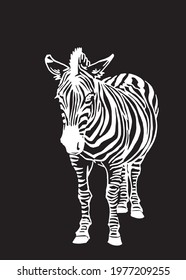Vector zebra standing isolated on black ,illustration in graphical style,savanna animal	