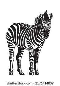 Vector Zebra Standing Isolated On White Stock Vector (Royalty Free ...