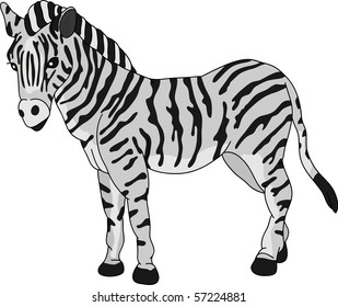 vector - zebra standing isolated on background