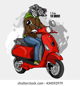 Vector zebra-man on a red moped. Hand drawn illustration of dressed zebra. 