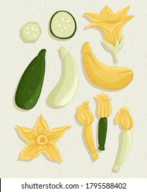 Vector zucchini cartoon illustration with textures. Healthy organic courgettes with flowers and slices for autumn farm market design.