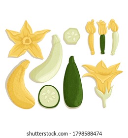 Vector zucchini collection in cartoon style. Bright squash flowers isolated on white background. Healthy organic courgettes with leaves and zucchini slices for autumn farm market design.