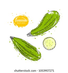 Vector zucchini hand drawn illustration in the style of engraving. Detailed vegetarian food drawing. Farm market product. Grunge illustration for create the menu, recipes, decorating kitchen items