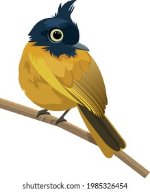 Vector-Black-crested Bulbul Design Vector Illustration