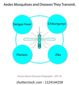 Vectorborne Diseases Infographic Aedes Mosqitoes Diseases Stock Vector ...