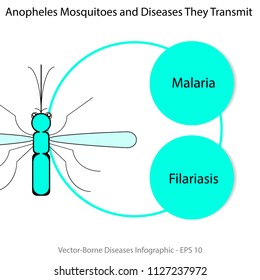 Vector-borne diseases infographic, Anopheles and diseases they transmit, malaria, lymphatlc filariasis.