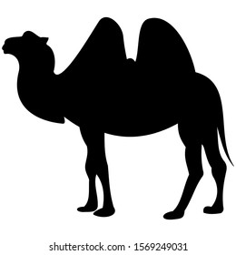 Vectorgraphic Illustration Camel Profile View Isolated Stock Vector ...