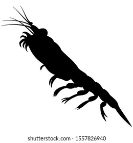 vector-graphic illustration of krill, isolated on white background