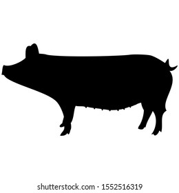 vector-graphic illustration of a pig, isolated on white background