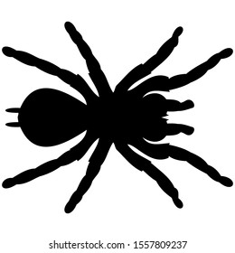 vector-graphic illustration of spider, aerial view, isolated on white background