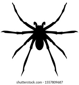vector-graphic illustration of spider, aerial view, isolated on white background