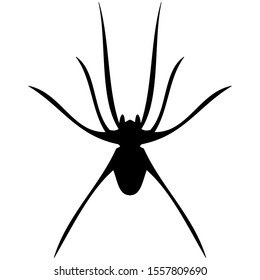 vector-graphic illustration of spider, aerial view, isolated on white background