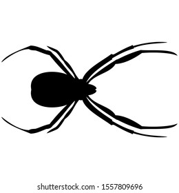 vector-graphic illustration of spider, aerial view, isolated on white background