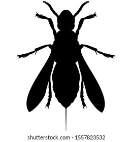 vector-graphic illustration of a wasp, isolated on white background