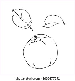 Vector-graphics.Apple.Leaves.Image on a white background.