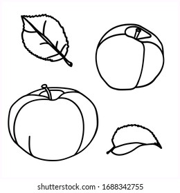 Vector-graphics.Apple.Leaves.Image on a white background.