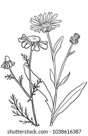 vectorhand drawn medical herbs, line drawing plants, floral background