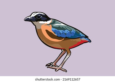 Vectorial bird (Blue Winged Pitta) illustration.