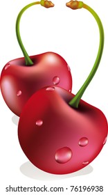 vectorial couple of cherries isolated on white