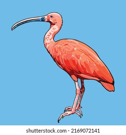 Vectorial editable red bird (Red Ibis) illustration.