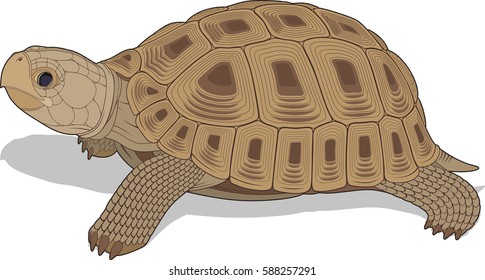 vectorial illustration of steppe tortoise