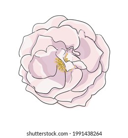 Vectorillustration of pink rose with outline.Decorative element for wedding,birthday, festive design.Isolated on white background