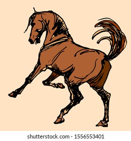 vector-isolated hand drawing of a Bay horse on a colored background. the horse stood on its hind legs.