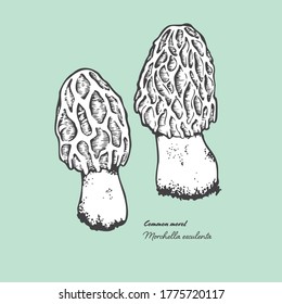 Vectorized line art illustration of a couple of morels