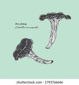 Vectorized line art illustration of the edible mushroom horn-of-plenty.