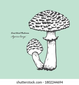 Vectorized line art illustration of the edible mushroom Great wood mushroom.