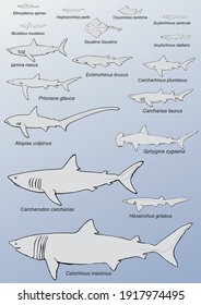 Vectorized Silhouettes Isolated Shark Species Present Stock Vector ...