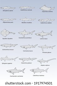 Silhouettes vectorizadas aisladas de especies de tiburones presentes en el mar Mediterráneo