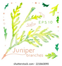 Vectorized watercolor drawing with green juniper branches for your design