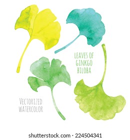 Vectorized watercolor hand drawing - leaf of Ginkgo biloba