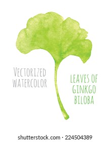 Vectorized watercolor hand drawing - leaf of Ginkgo biloba